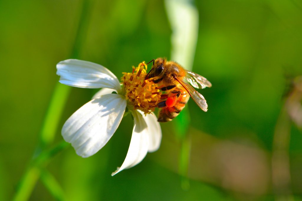 BugFest 2025! – Photo Competition