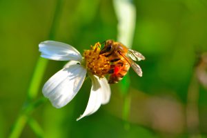Bee on a flower