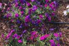 Image for June 8, 2018