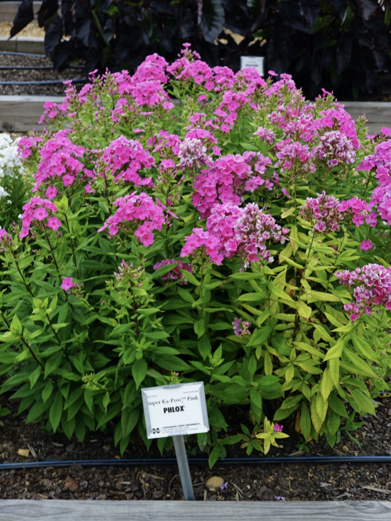 Phlox Super Ka Pow™ Pink Truck Crops Trial Garden