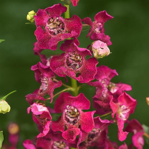 ANGELONIA Archangel Fuchsia | Truck Crops Trial Garden