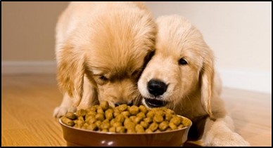 When do puppies outlet eat dog food