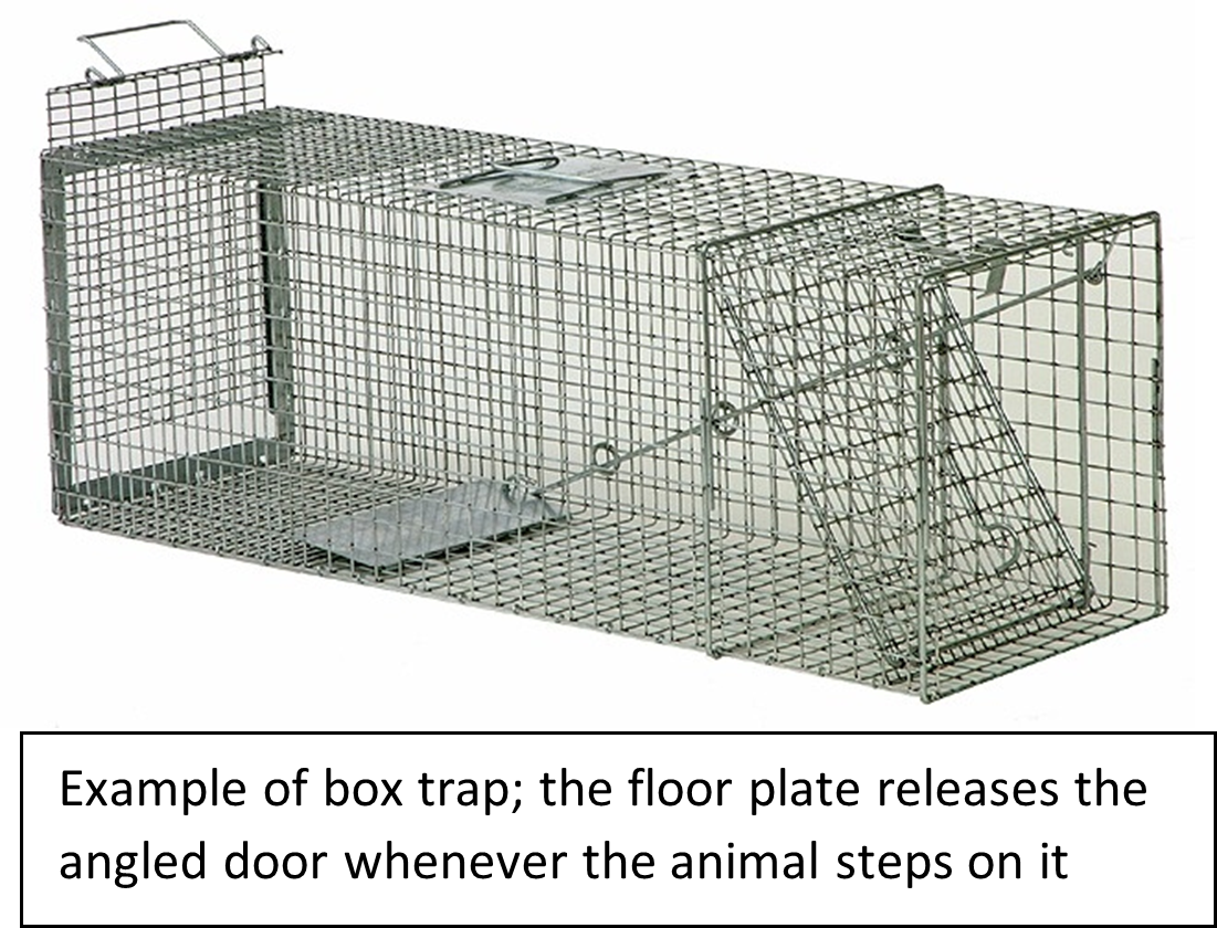 How To Set Up Animal Trap Cage - Catch Feral Cats, Raccoons